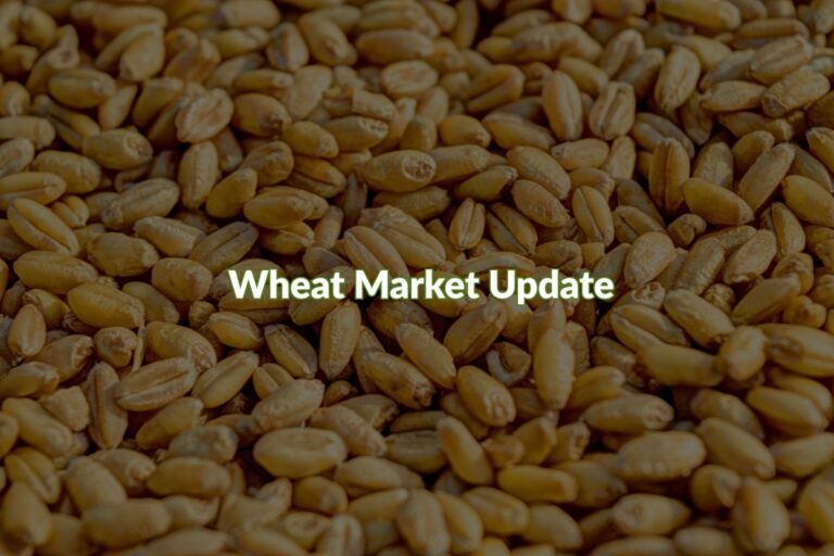 Wheat Market Update